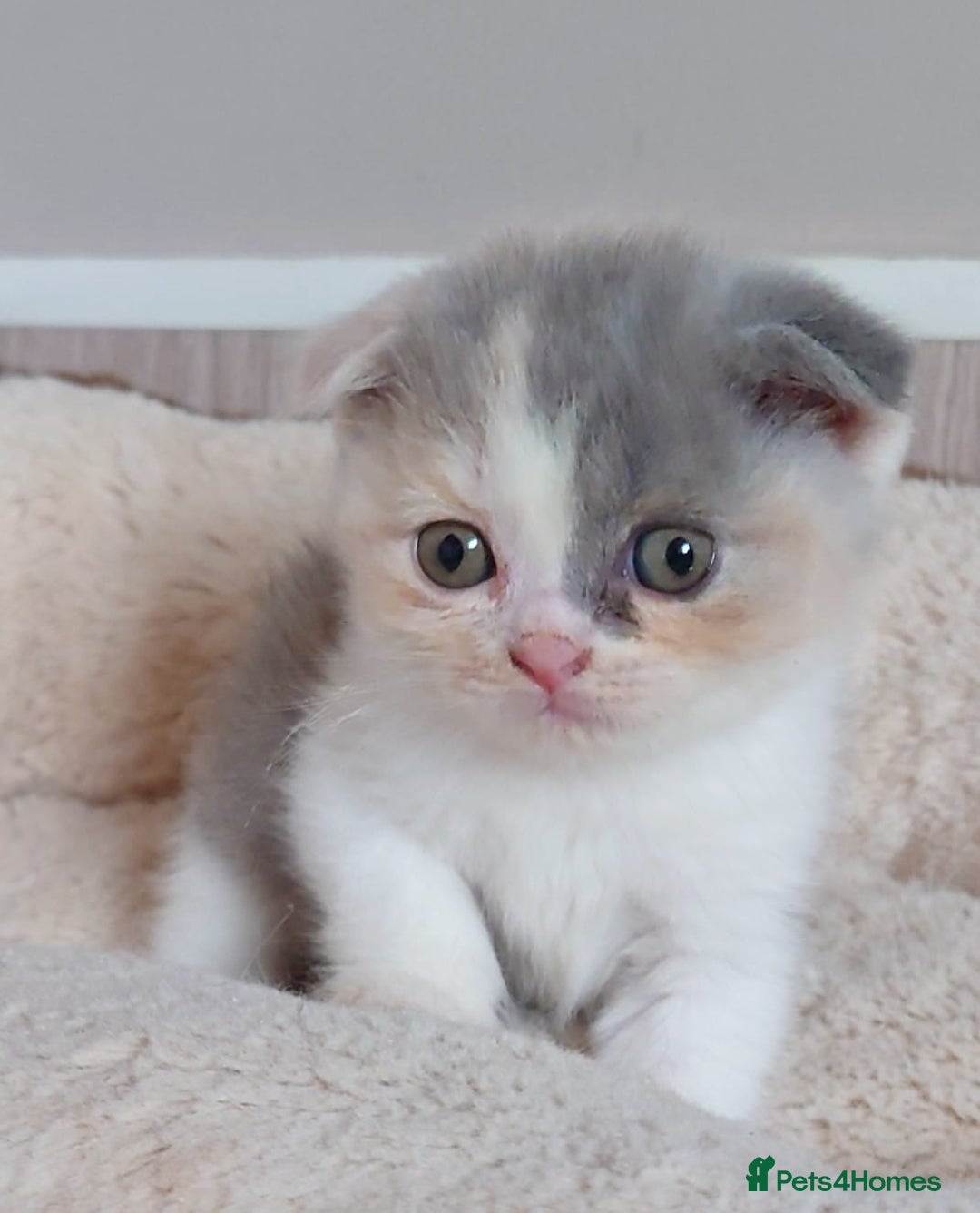 Scottish Fold cats for sale: Stunning Scottish fold kittens - Image 3