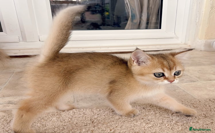 British Shorthair cats - Advert 16