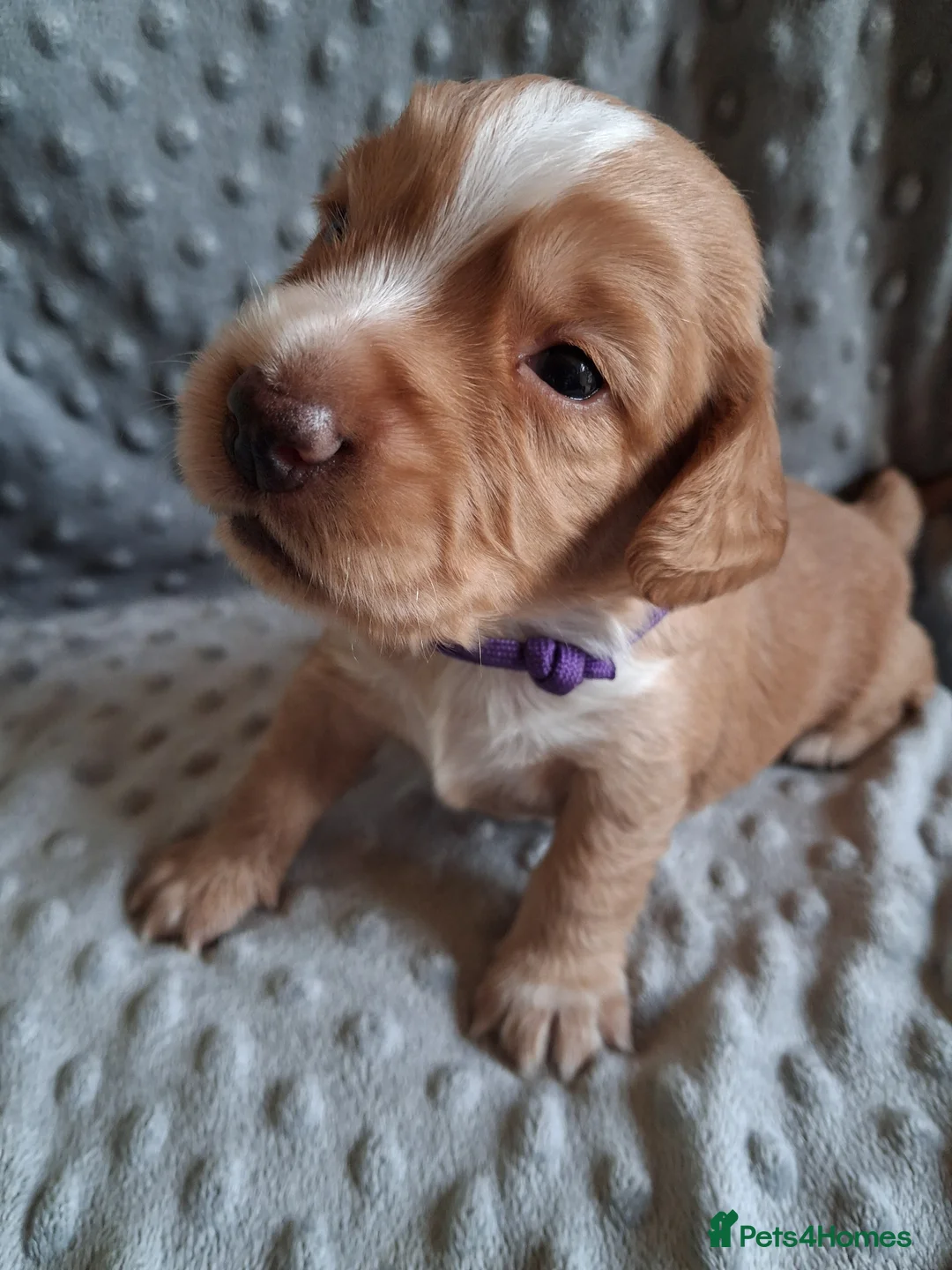 Cocker Spaniel dogs for sale: READY TO LEAVE 3 lovely kc working cocker spaniels - Advert 25