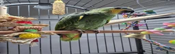 Parrots birds for sale: 8 month old Orange-winged Amazon  in Swansea - Advert 3