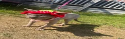 Sphynx cats for sale: Piggy & Cruella 3 year old bonded Sphynx cats  in Chesterfield - Advert 10