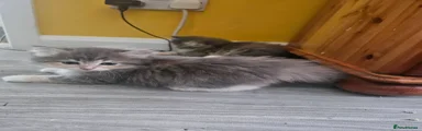 Mixed Breed 3