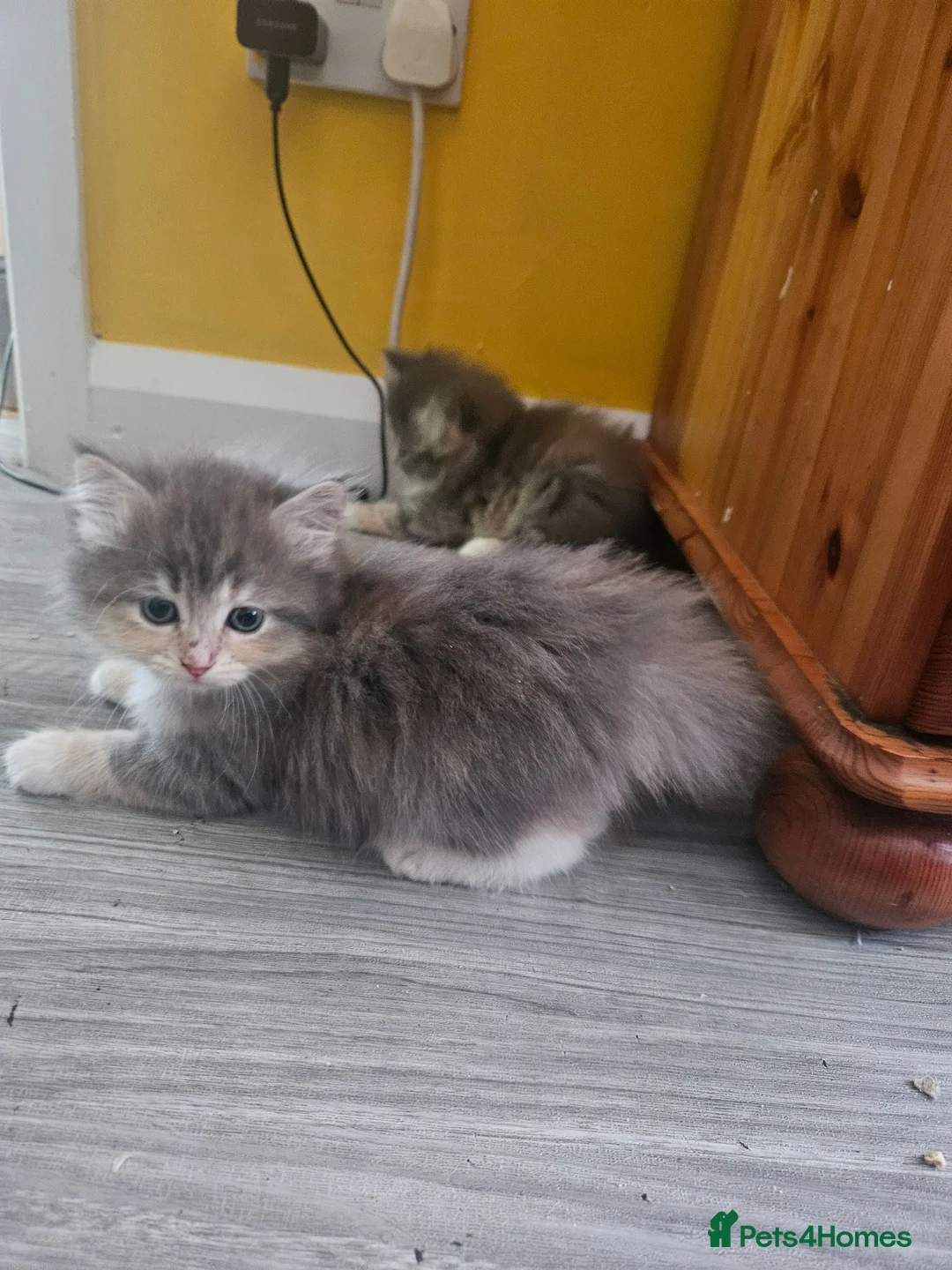 Mixed Breed cats for sale: 3 colour kittens - Advert 16