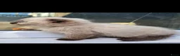 Scottish Fold cats for sale: Scottish fold kittens - Advert 9