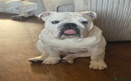 English Bulldog dogs for sale: Brother and sister for sale  - Image 2