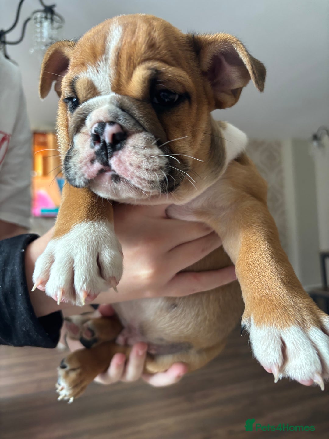 English Bulldog dogs for sale: English bulldog puppies  - Image 12