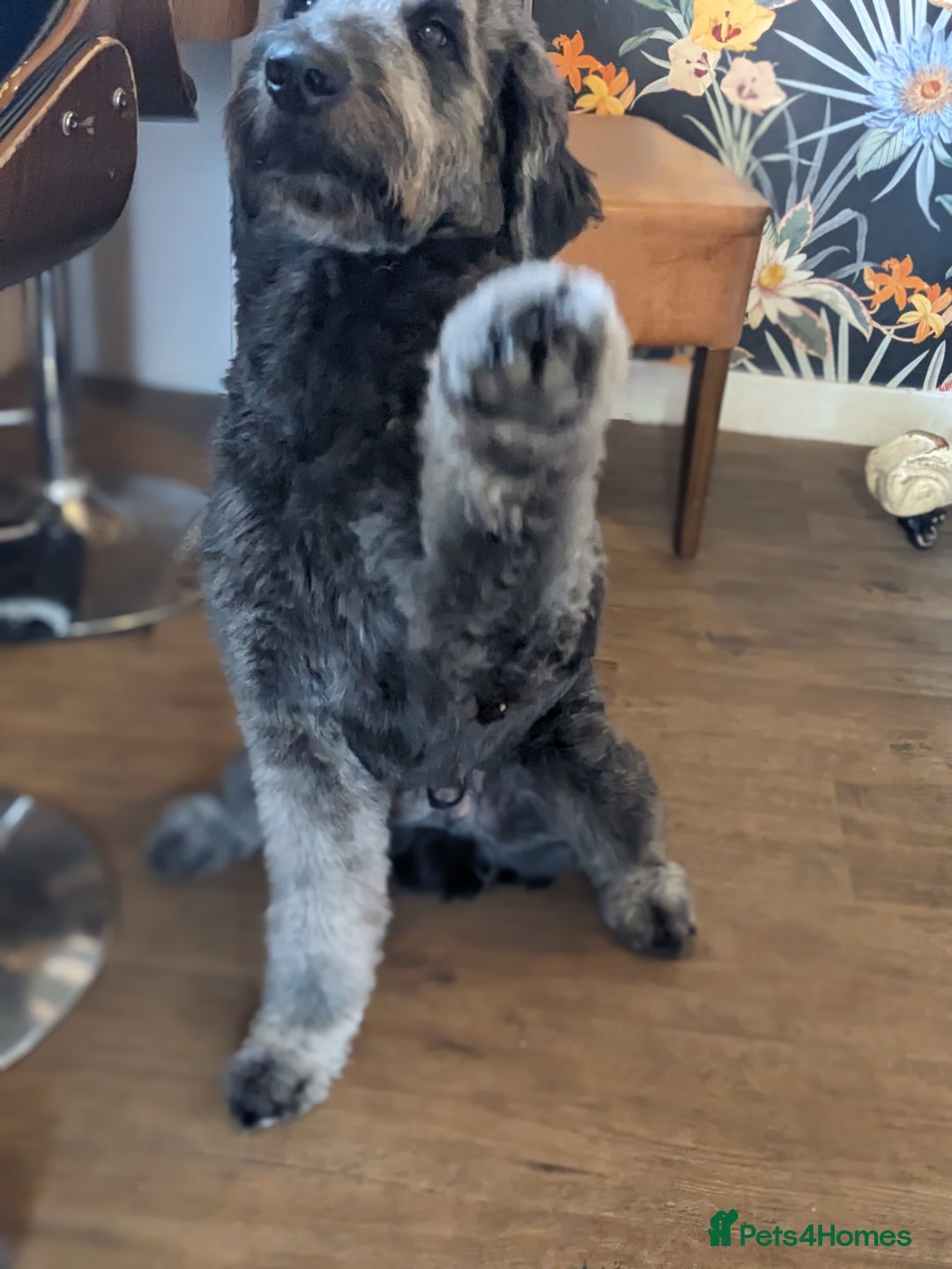 Goldendoodle dogs for stud: Frankie doodle for stud only.   - Image 13