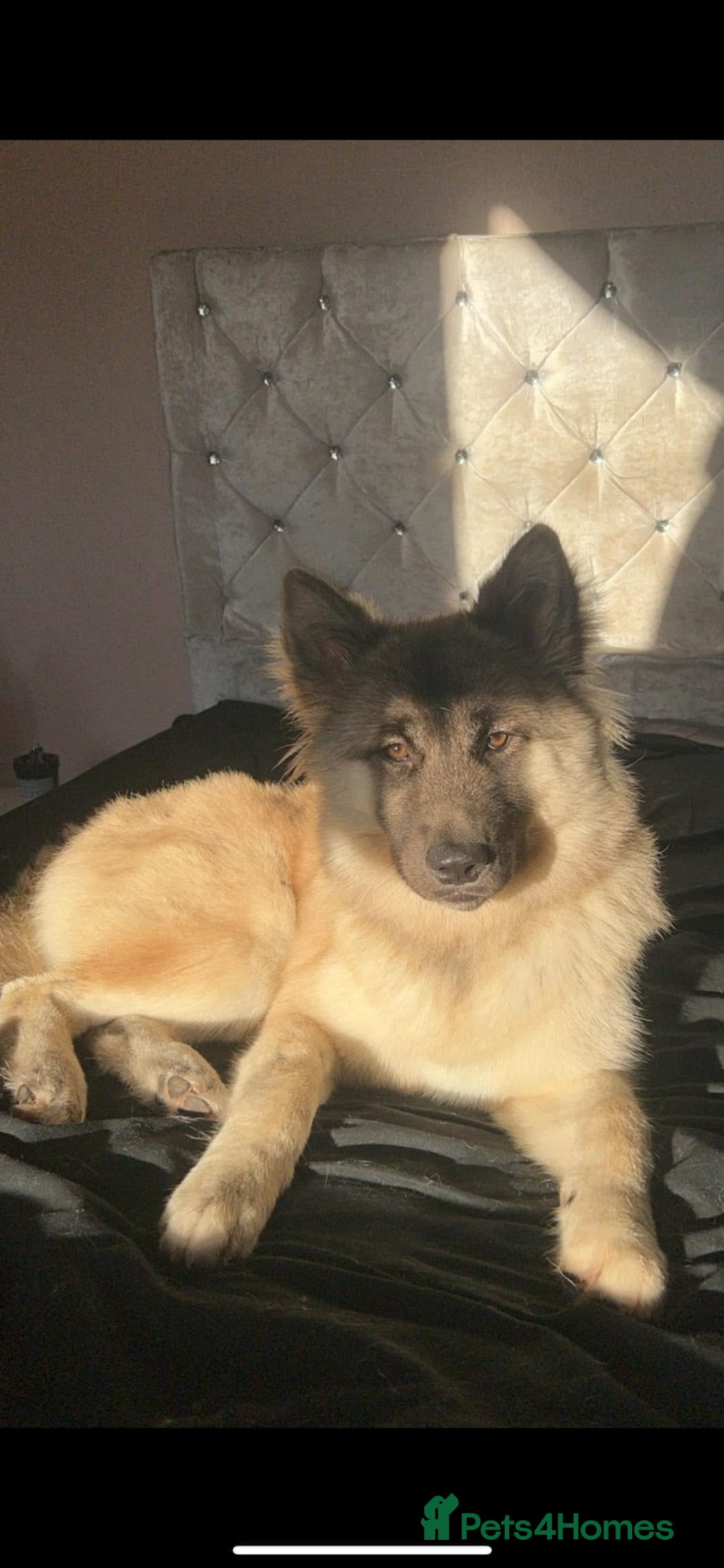 Mixed Breed dogs for sale: Akita x German Shepard male and female  - Advert 6