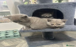 British Shorthair cats for sale: Beautiful cuddly, British short hair kittens  - Image 26