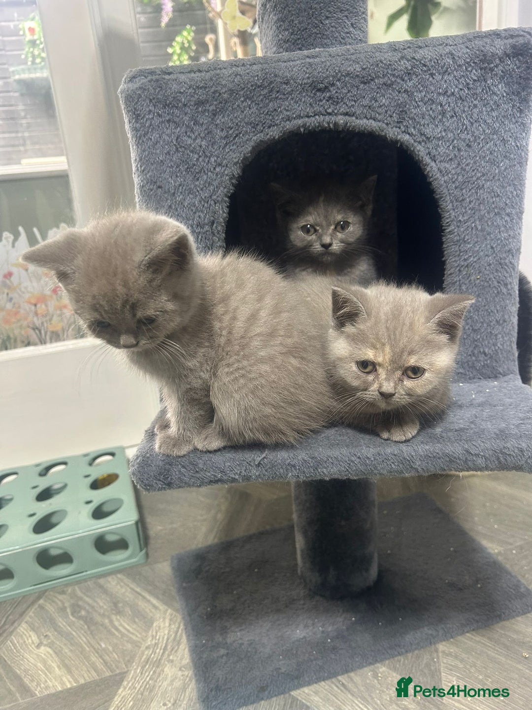 British Shorthair cats for sale: Beautiful cuddly, British short hair kittens  - Image 26