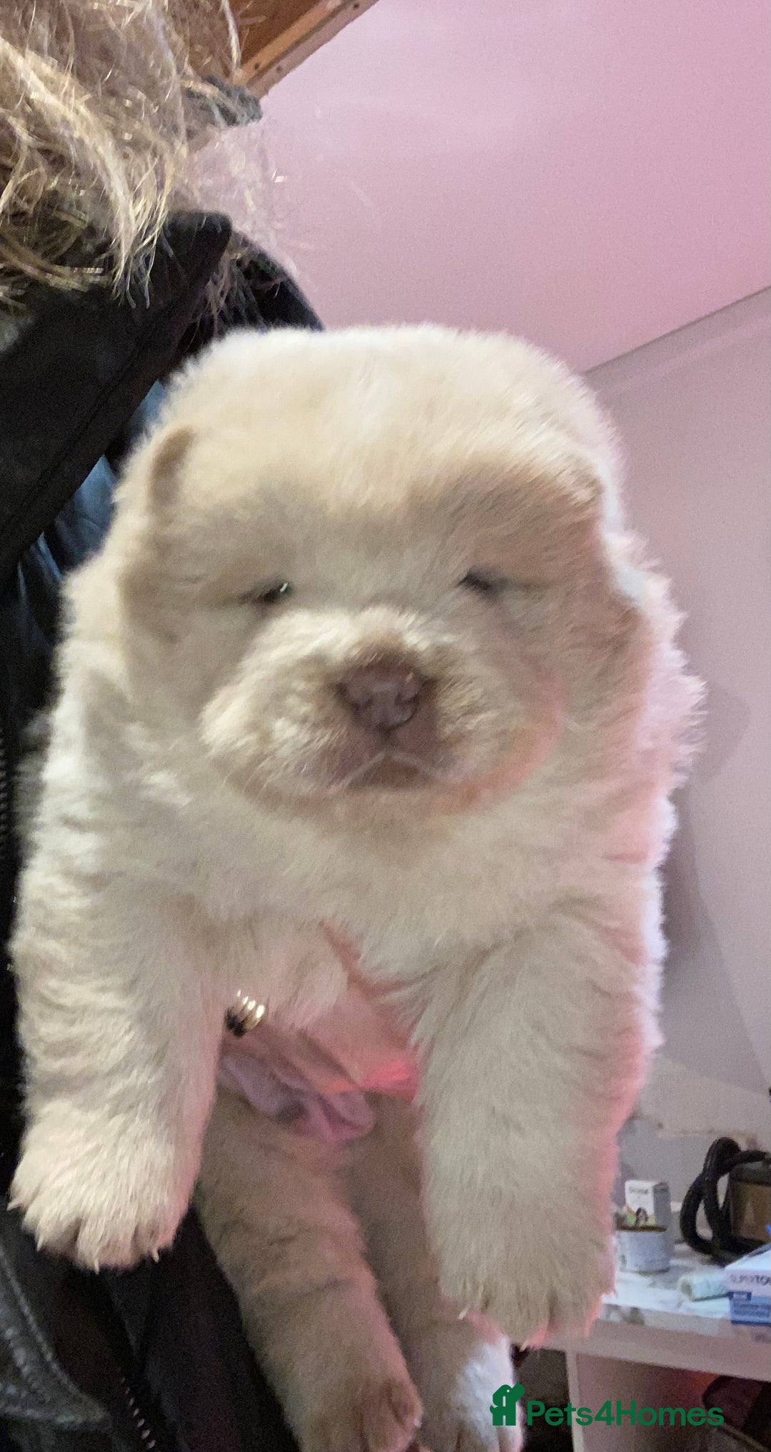 Chow Chow dogs for sale: Stunning kc chow chow  - Advert 21