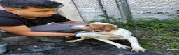 Brittany Spaniel dogs for adoption: Ula   in Consett - Advert 5
