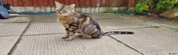 European cats for sale: Beautiful kittens for sale - Advert 16