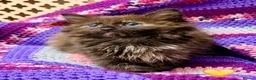 Mixed Breed cats for sale: 💖 MAINE COON X RAGDOLL *PARENTS HEALTH TESTED* 💖 - Advert 15