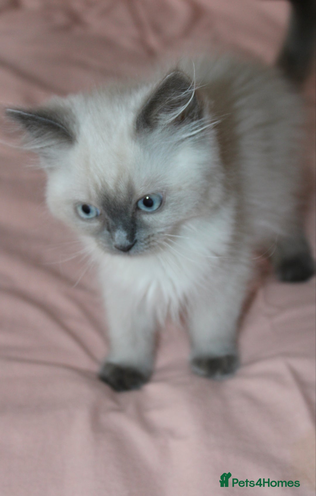 Ragdoll cats for sale: GCCF registered Ragdolls  - Advert 3