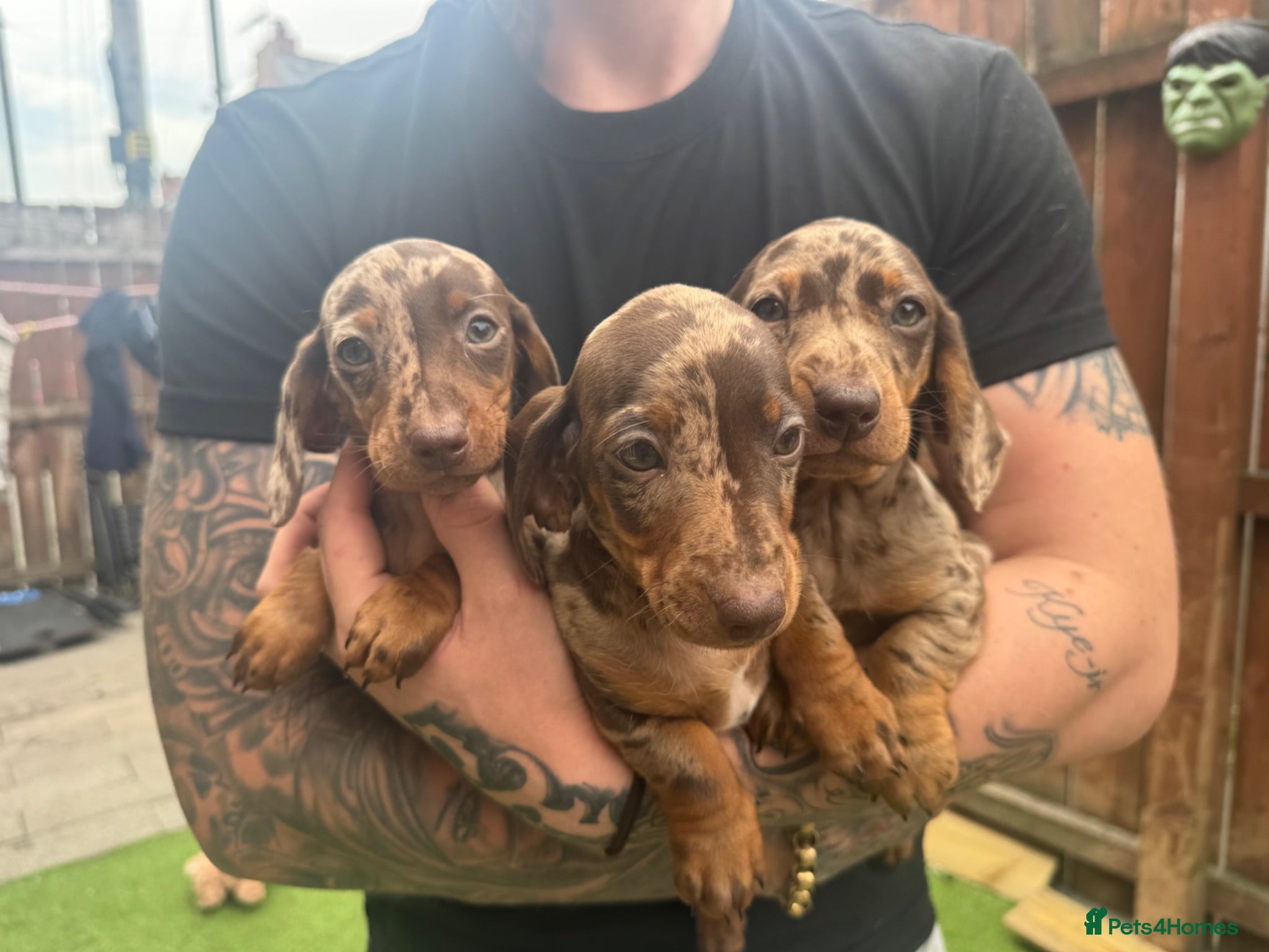 Miniature Dachshund dogs Miniature daschund puppies   - Advert 1