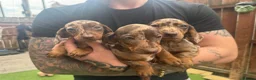Miniature Dachshund dogs for sale: Miniature daschund puppies   in Hull - Advert 1