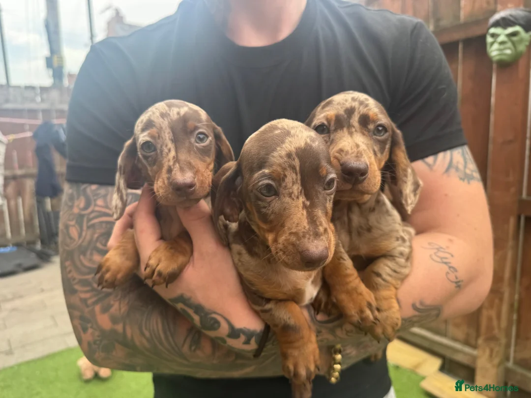 Miniature Dachshund dogs for sale: Miniature daschund puppies   in Hull - Advert 1