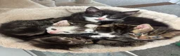 Domestic Shorthair cats for sale: 5 kittens looking for their new homes - Advert 4