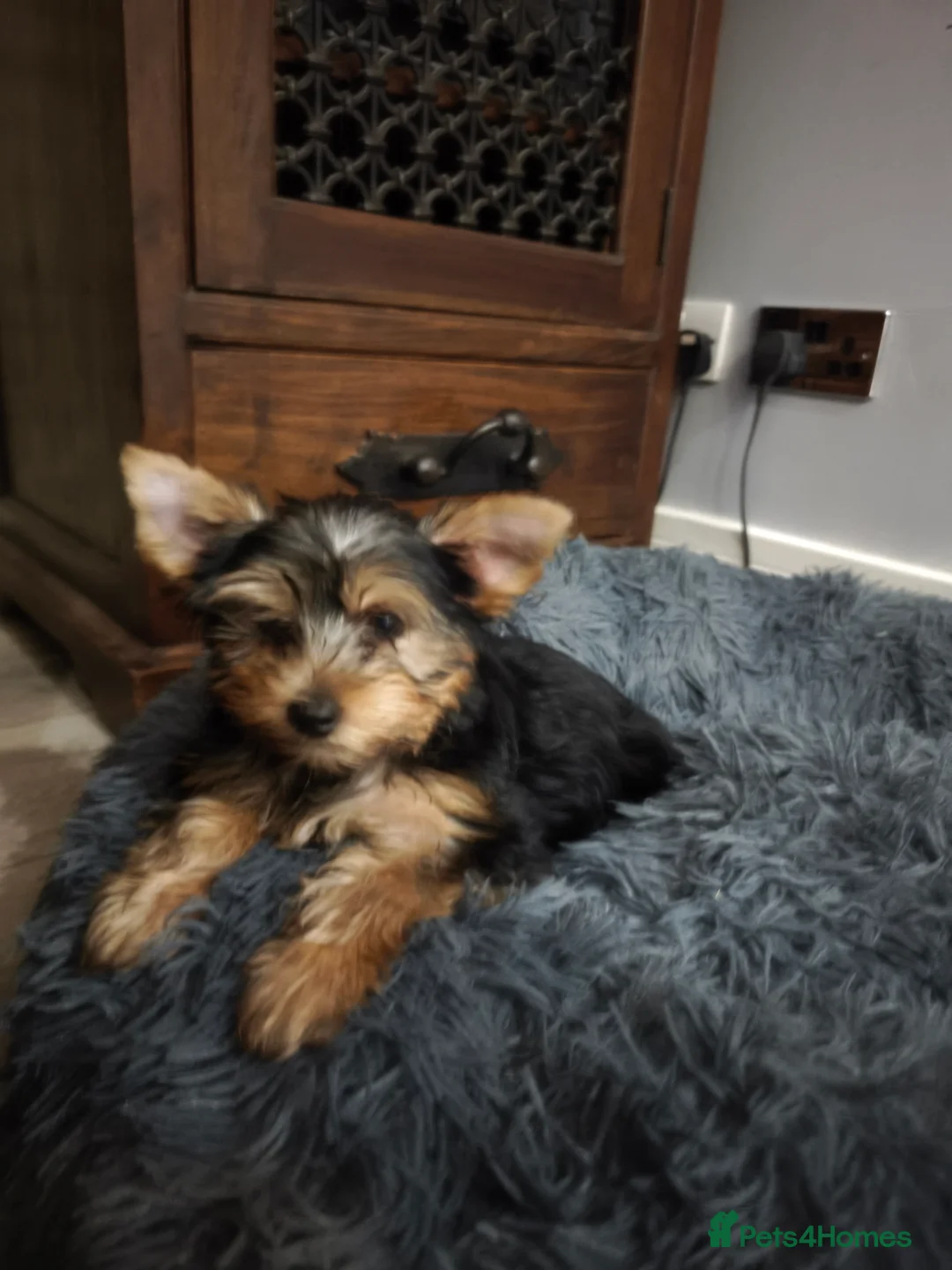 Yorkshire Terrier dogs for sale: Adorable Yorkshire Terrier Puppy. ONLY 1 GIRL LEFT - Advert 18