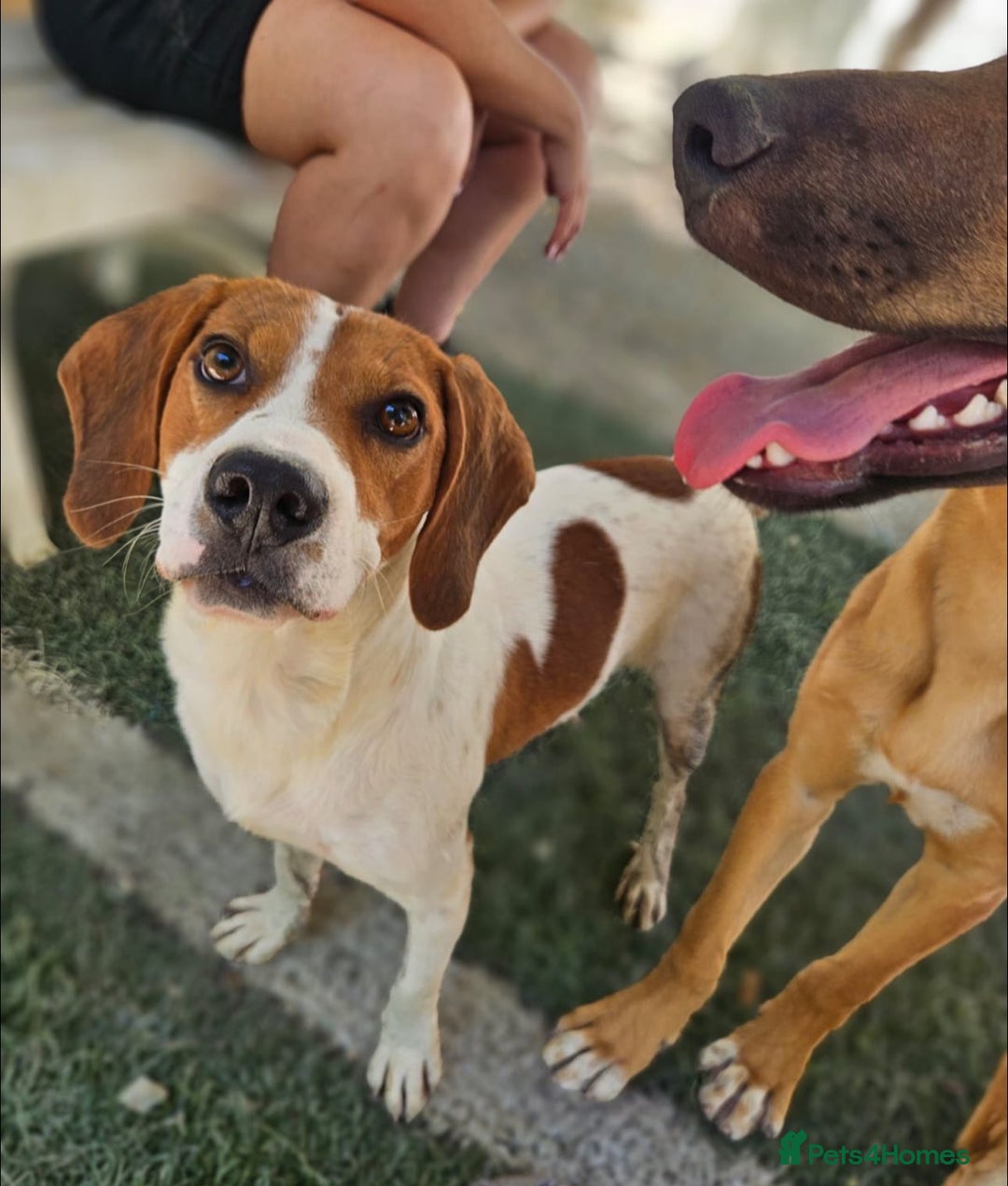 Beagle dogs for adoption: DOUG – 2 years old, Male, Beagle Boy - Advert 16