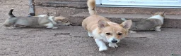 Welsh Corgi Pembroke dogs for sale: KC Pembroke Corgis  - Advert 15