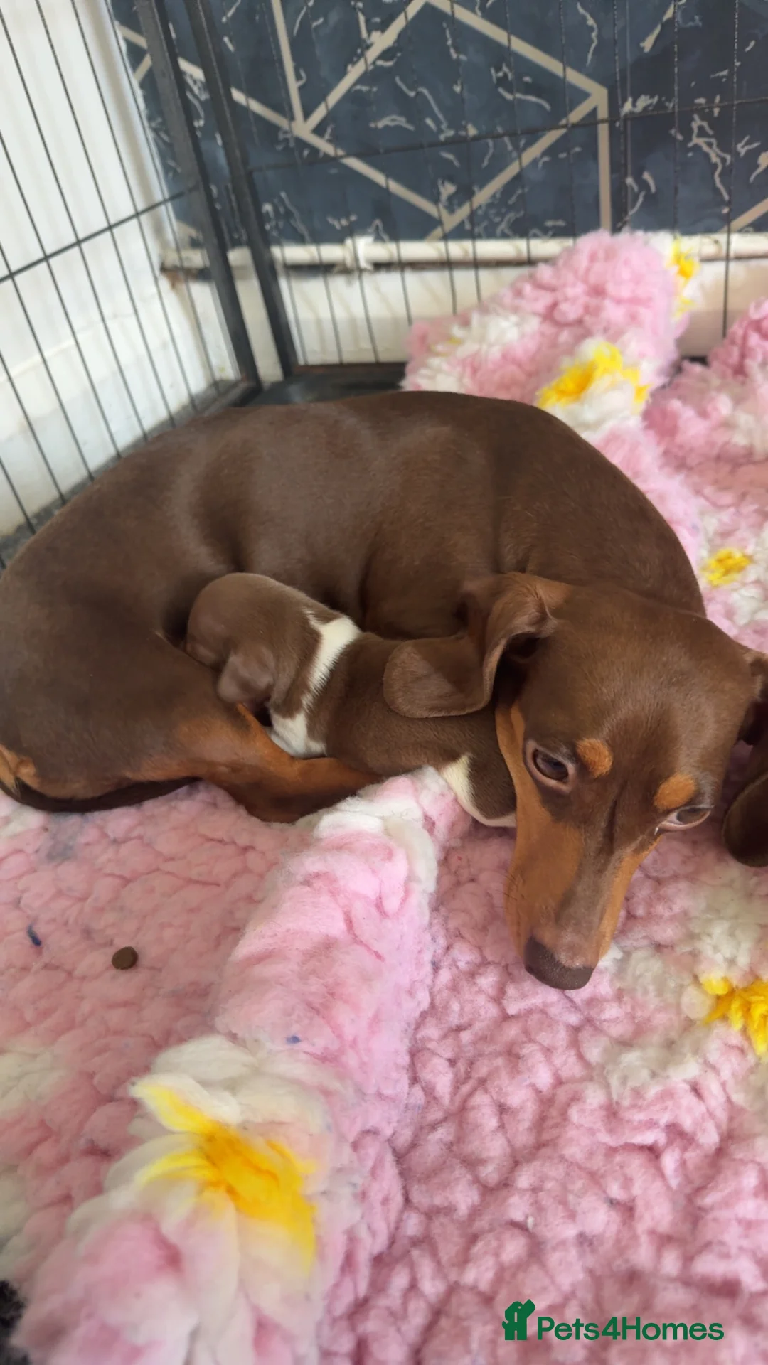 Dachshund dogs for sale: Puppies  - Advert 1