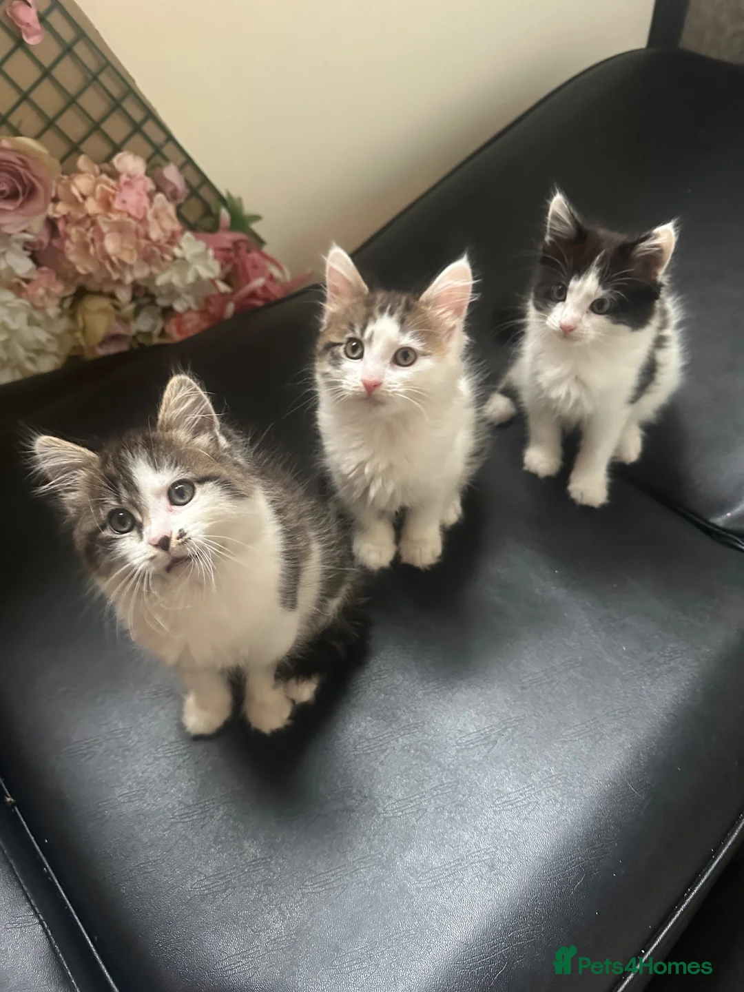 Domestic Shorthair cats for sale: Kittens for sale  in Gillingham - Advert 5