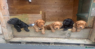 Cocker Spaniel dogs - Advert 8