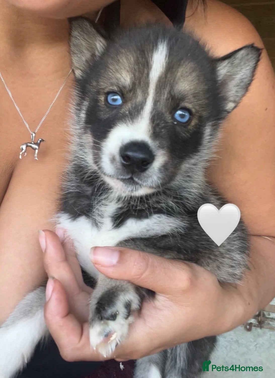 Siberian Husky dogs Outstanding KC Registered Puppies - Advert 2