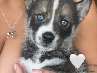 Siberian Husky dogs Outstanding KC Registered Puppies - Advert 2