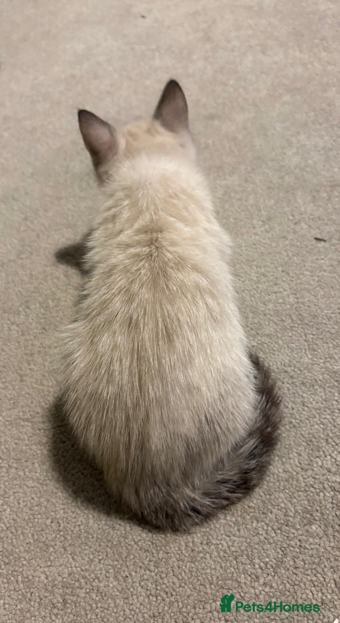 Ragdoll cats for sale: ragdoll x bsh - Advert 6