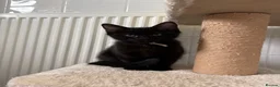Mixed Breed cats for sale: Little kitten ready for new home - Advert 7