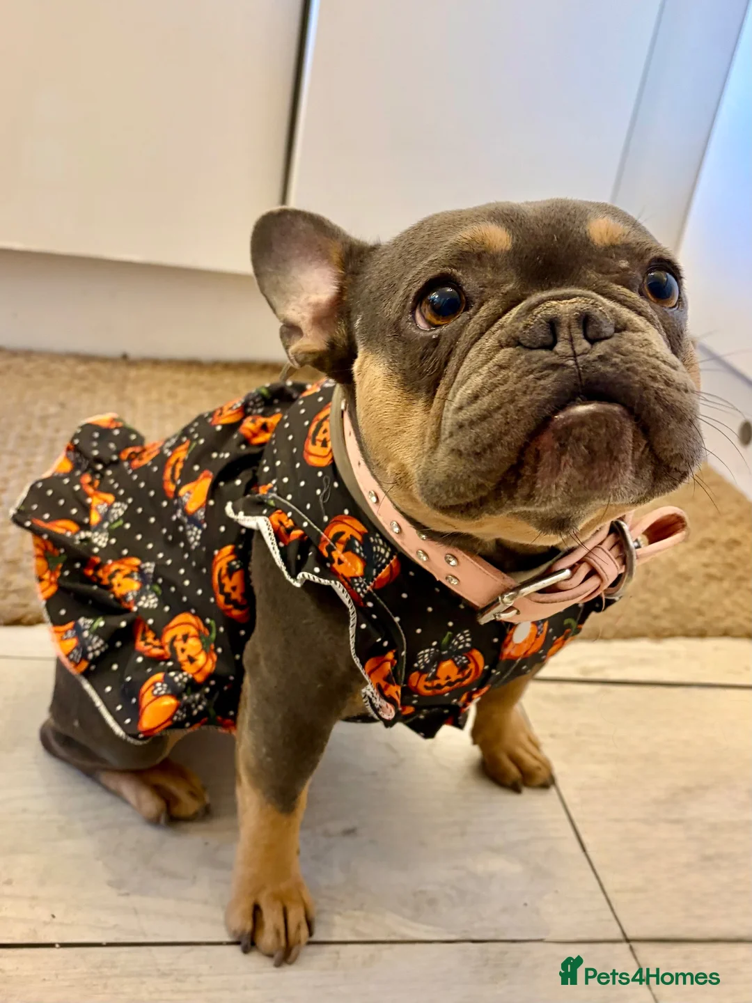 French Bulldog dogs for sale: Gorgeous French Bulldog - Advert 8