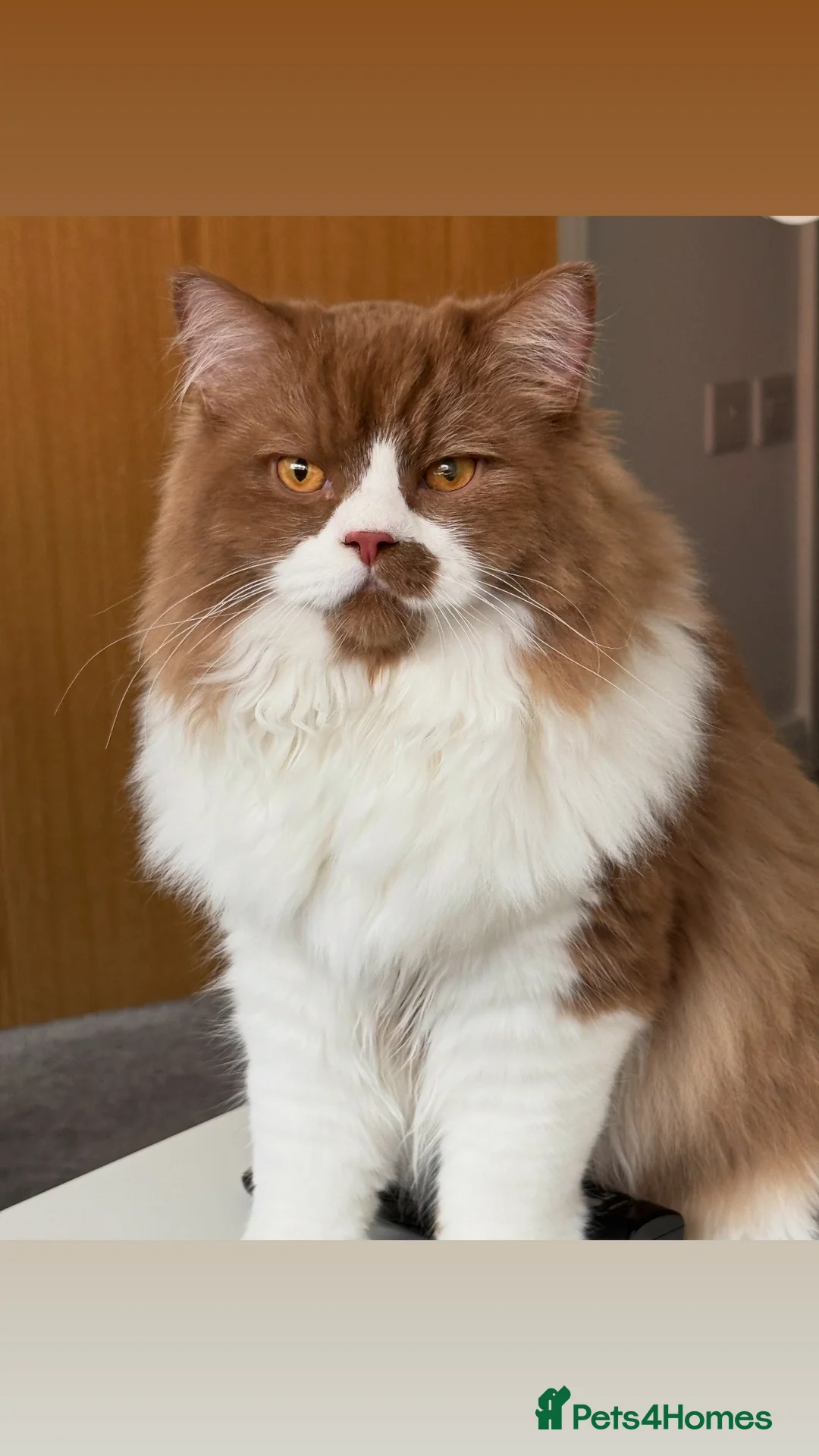 British Longhair cats for stud: British longhair GCCF registered male for stud - Advert 1