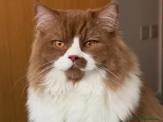 British Longhair cats British longhair GCCF registered male for stud - Advert 3