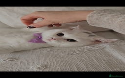 British Shorthair cats for sale: ♥️ GCCF British Shorthair Kittens ♥️ - Image 6