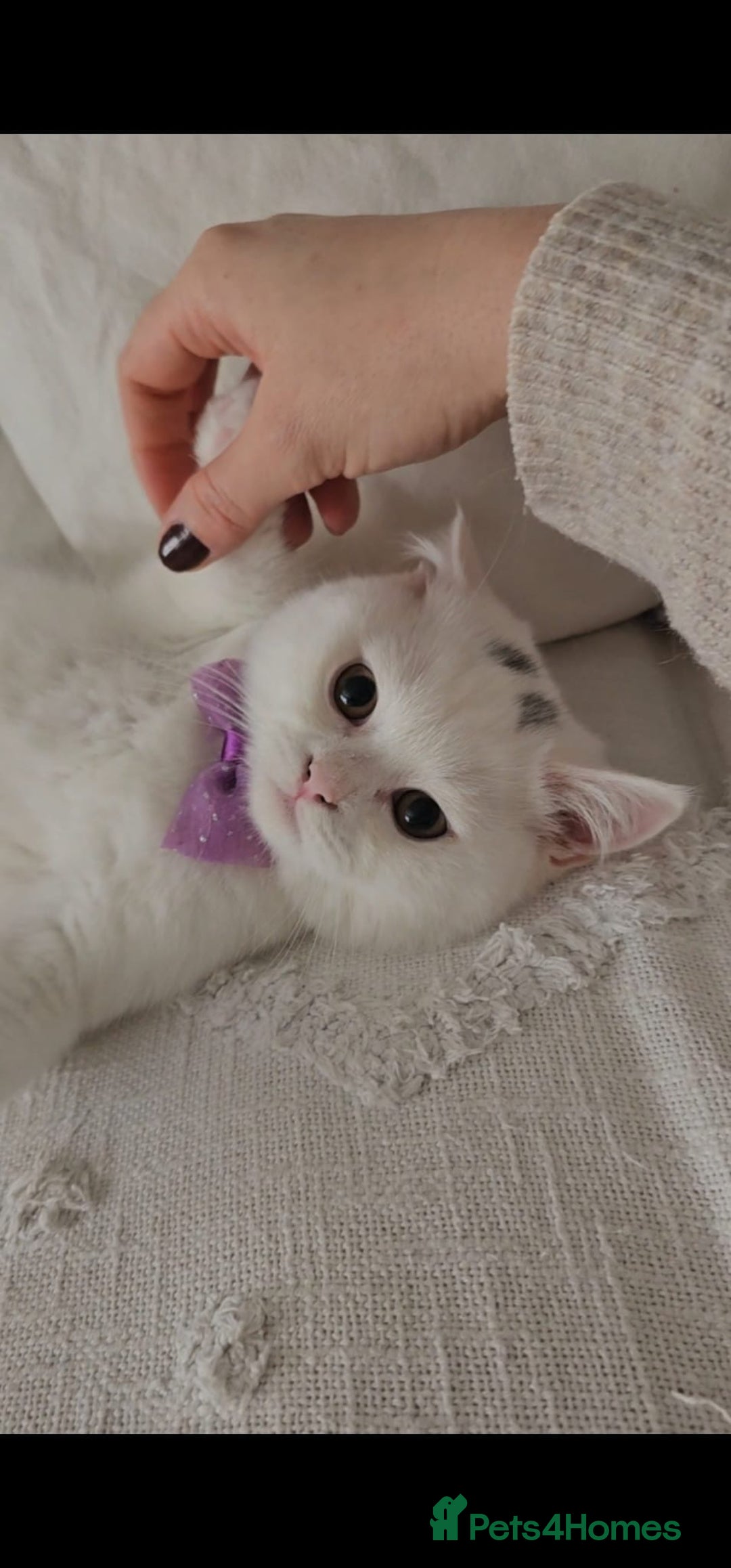 British Shorthair cats for sale: ♥️ GCCF British Shorthair Kittens ♥️ - Image 6