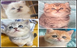 British Shorthair cats for sale: Gorgeous pure breed colour point and golden kitten - Image 1