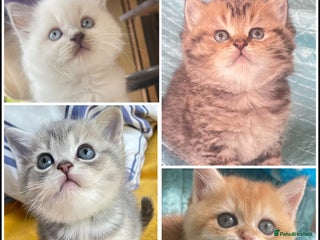 British Shorthair cats - Advert 3