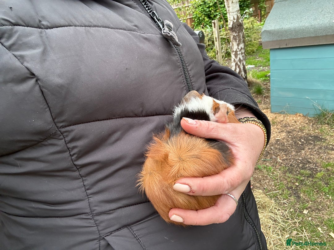 Guinea Pig rodents for sale: Baby Guinea Pigs ready now - Image 20