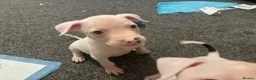 Mixed Breed dogs for sale: 2 white boy pups  in Preston - Advert 5