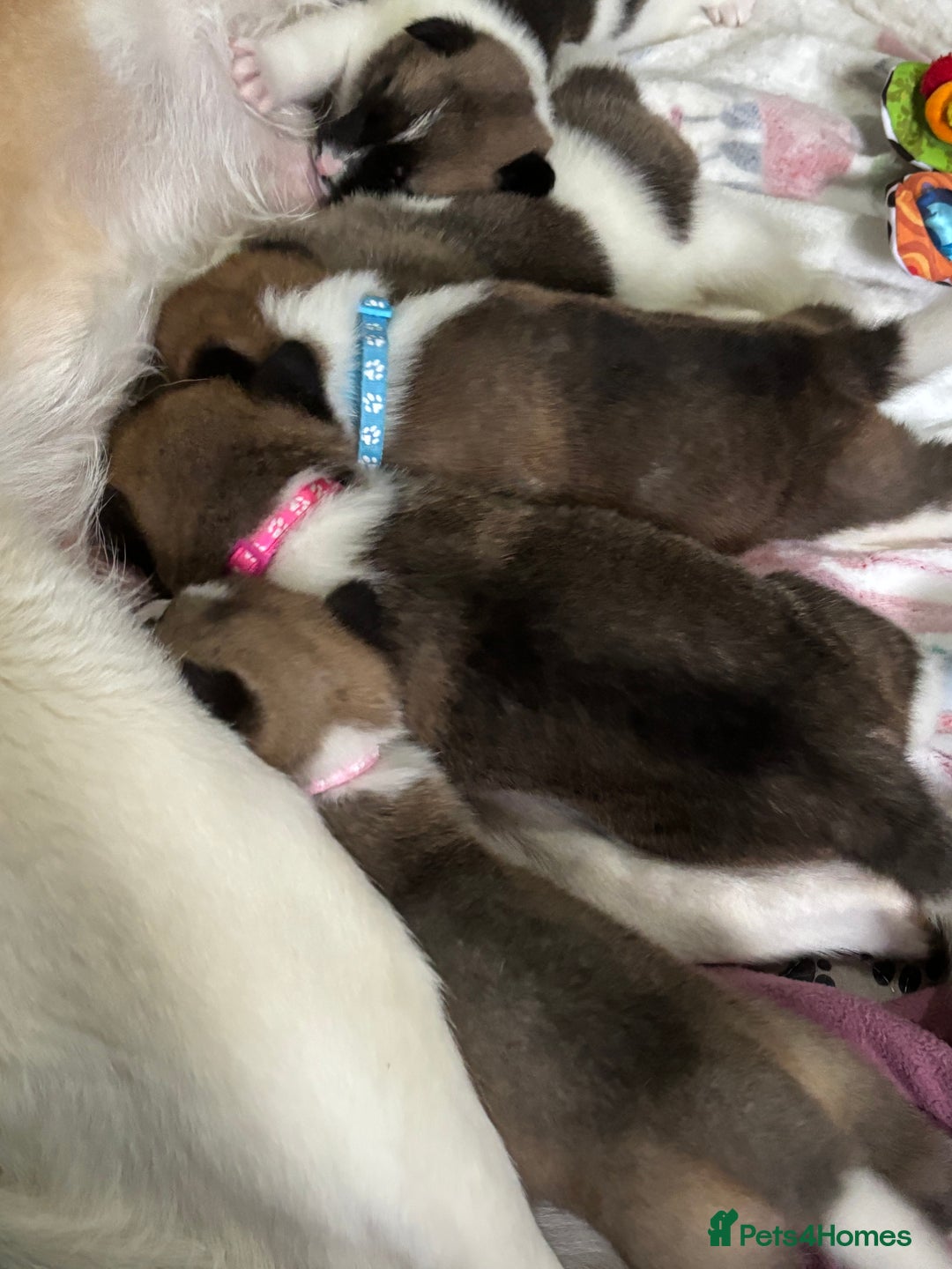 Akita dogs for sale: 5 Beautiful akita puppies in Willenhall - Image 24