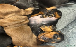 Miniature Dachshund dogs for sale: Miniature Sausages 🌭 - Image 6