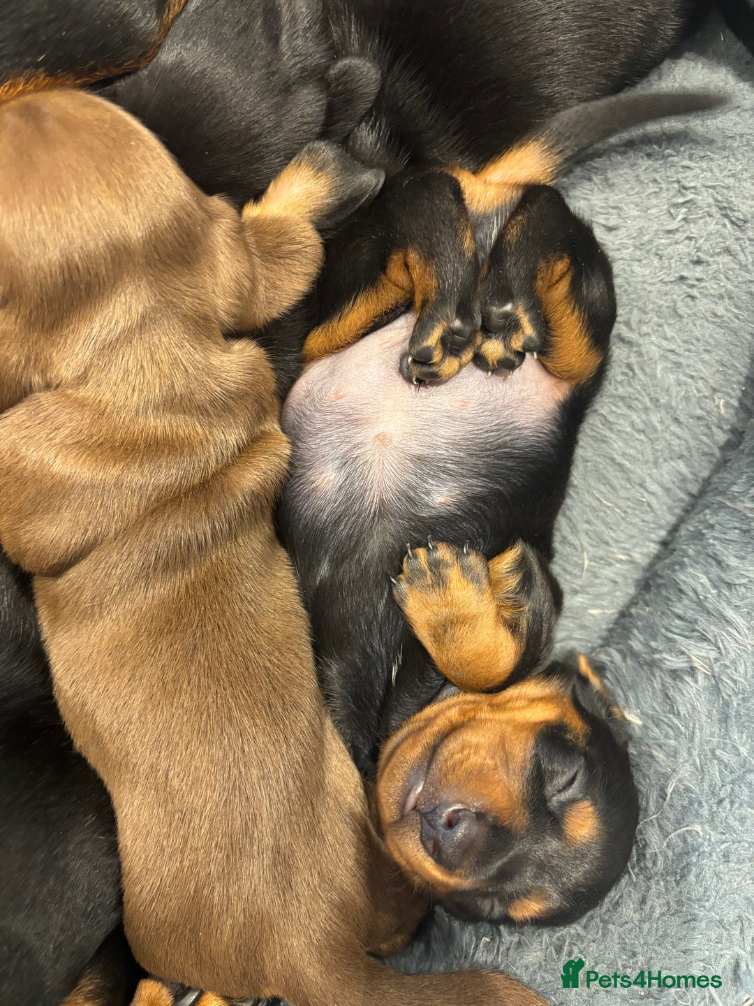 Miniature Dachshund dogs for sale: Miniature Sausages 🌭 - Image 6
