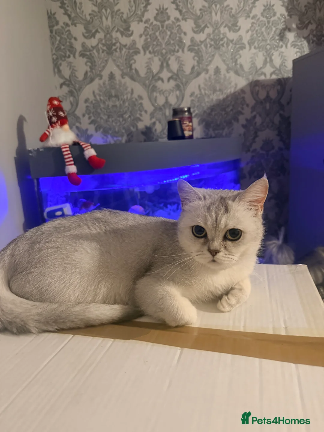 Scottish Fold cats for sale: Scottish fold❤️❤️❤️❤️ - Advert 12