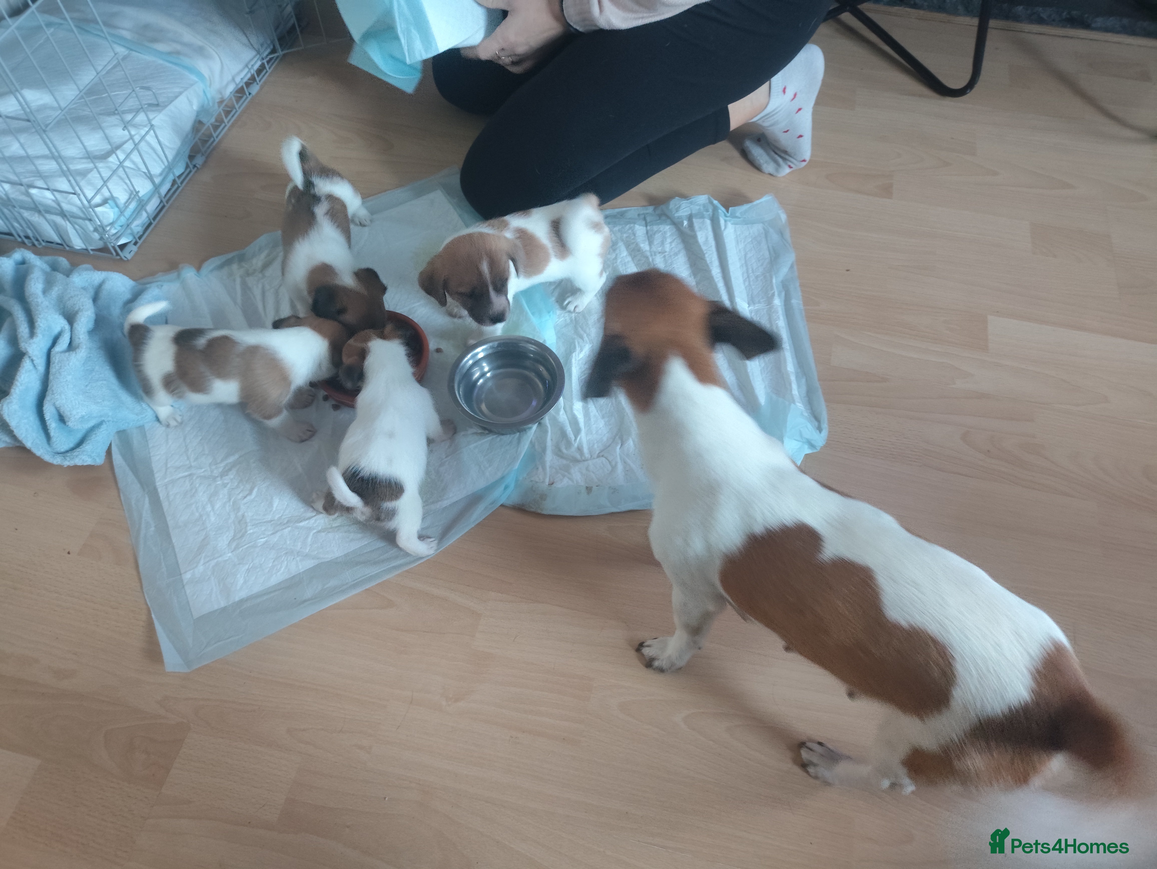 Mixed Breed dogs Male Jack Russell  - Advert 10