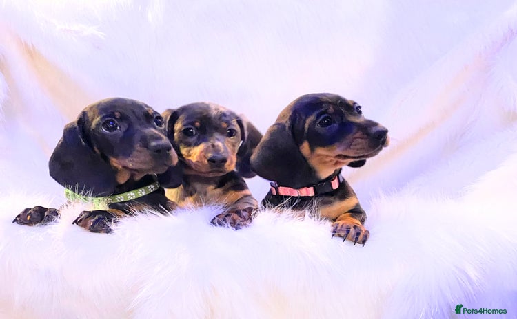Miniature Dachshund dogs - Advert 4