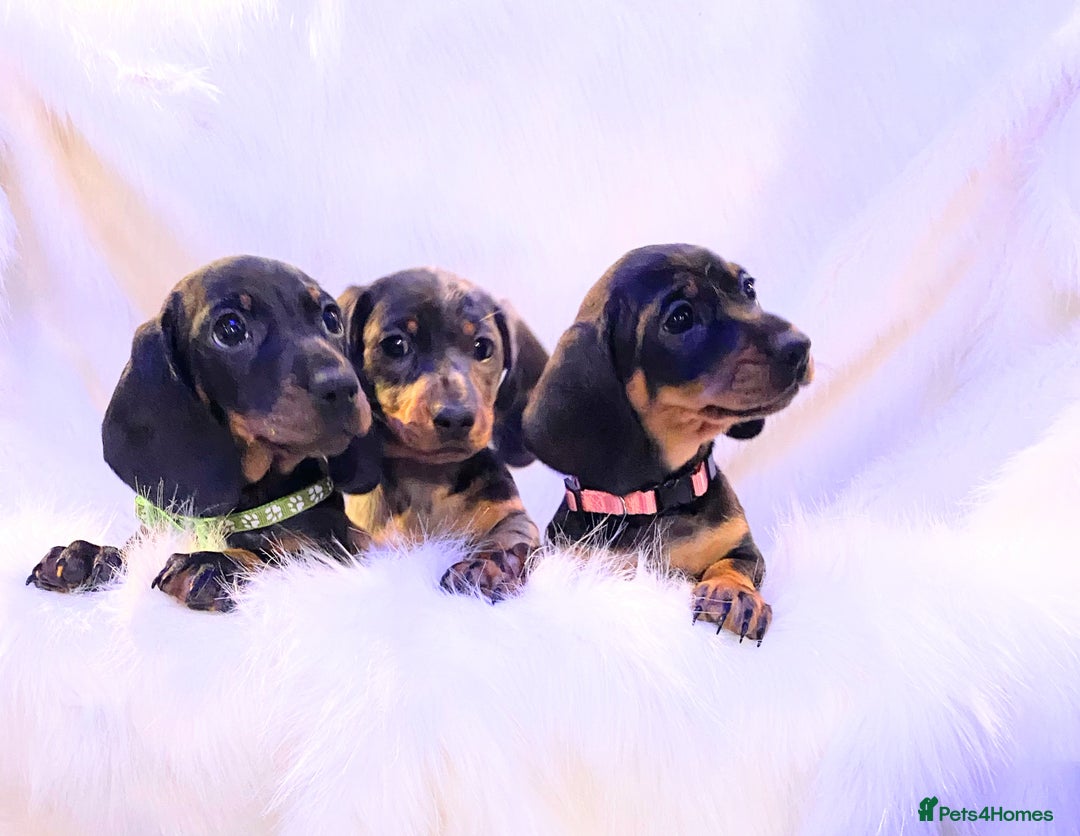 Miniature Dachshund dogs for sale: Stunning Miniature Dachshund Puppies!!! - Image 1