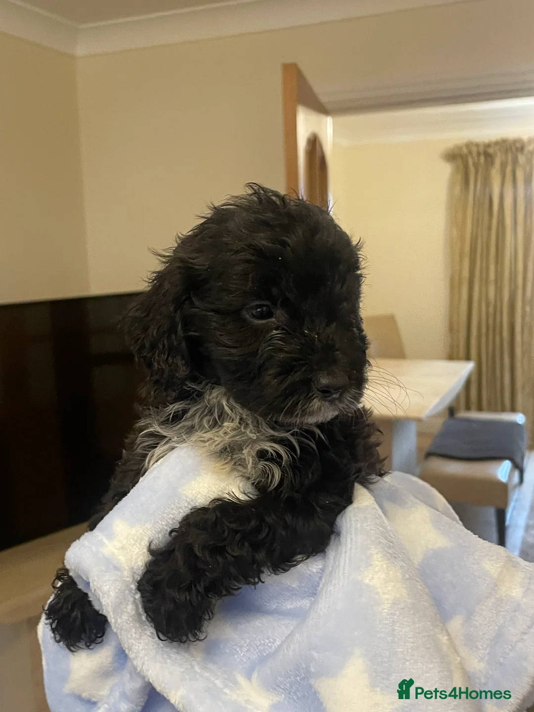 Cockapoo dogs for sale:  Cockapoo Puppies Ready for Loving Homes  - Advert 31